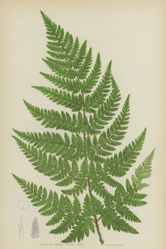 Triangulär taggig ormbunke (färg litho) av English School