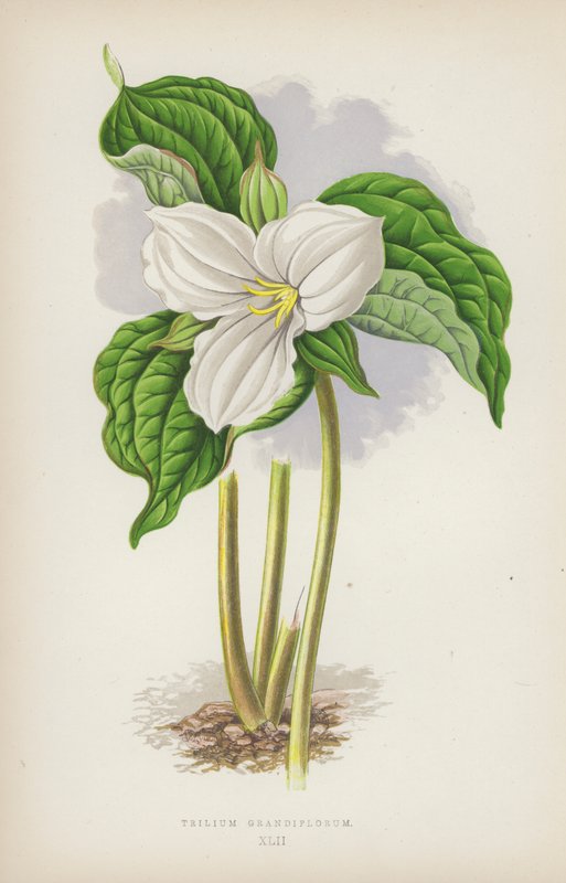 Trillium grandiflorum (färg litho) av English School