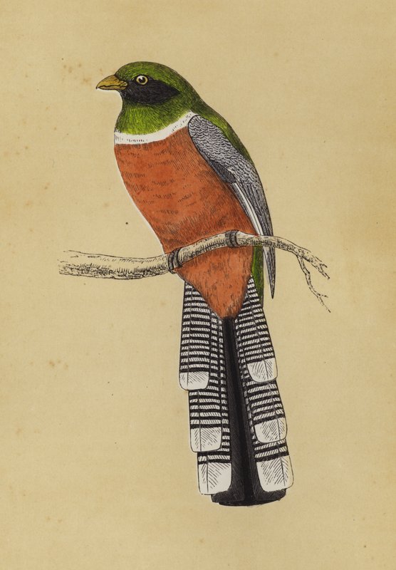 Trogon (färg litho) av English School