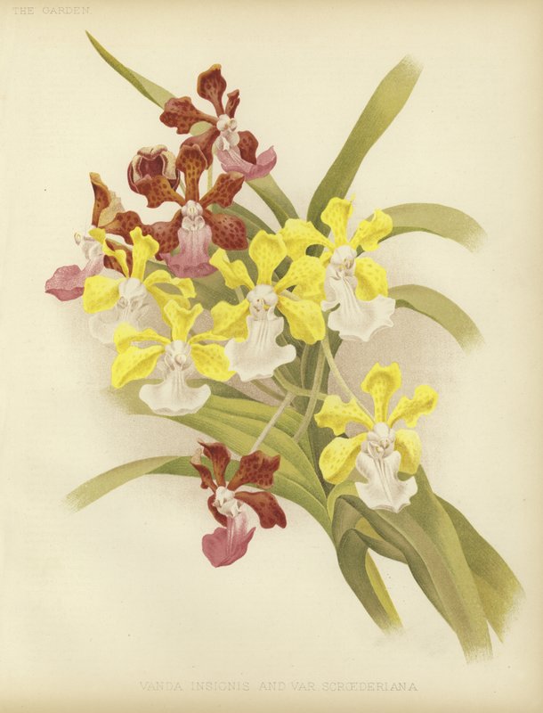Vanda insignis och var scroederiana av English School