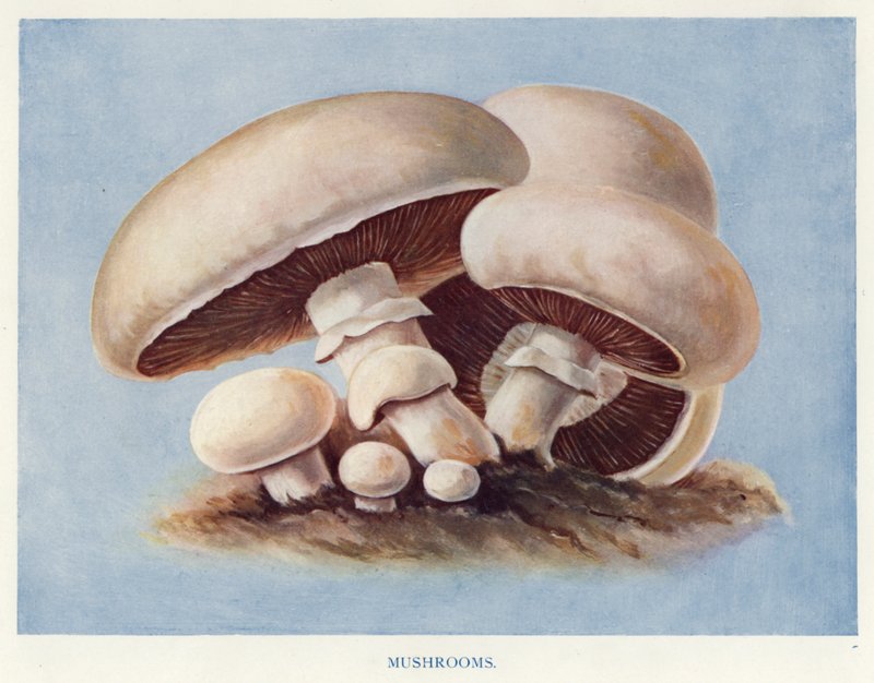 Grönsaksodlarguide: Svamp (färg litho) av English School
