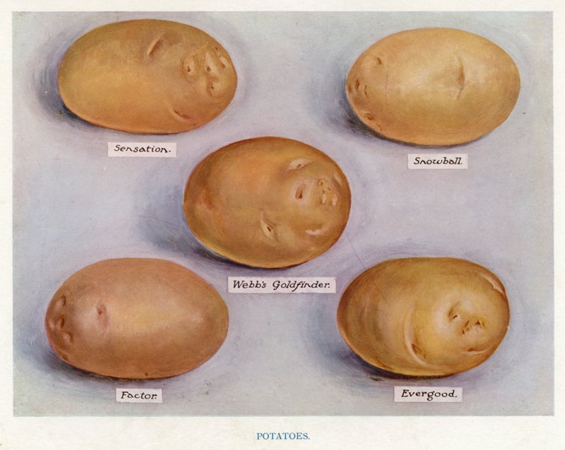 Grönsaksodlarguide: Potatis (färg litho) av English School