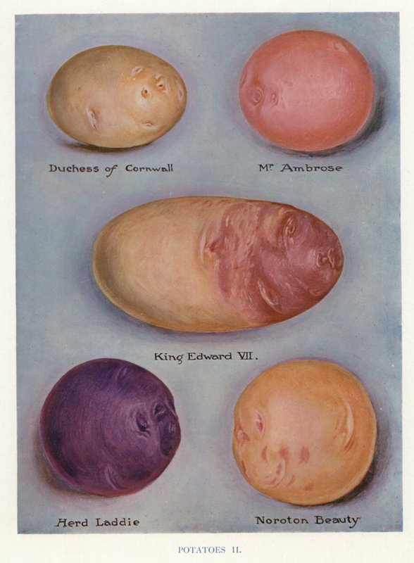 Guide för grönsaksodlare: Potatis (färglitografi) av English School