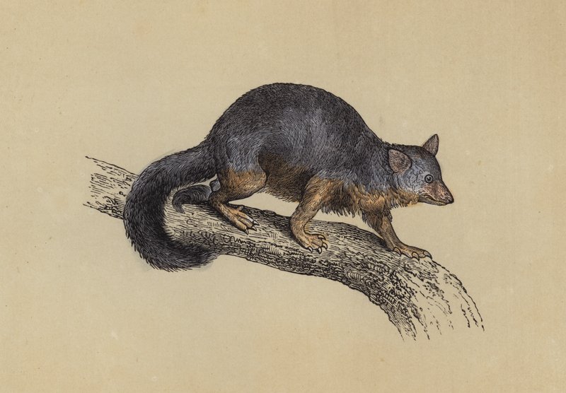 Vulpine Phalanger (färglitografi) av English School
