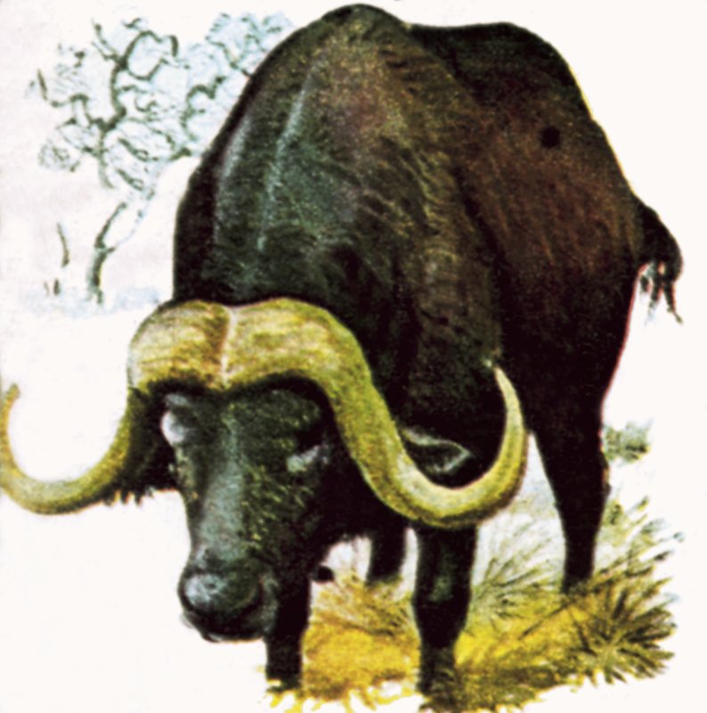 Vattenbuffel av English School