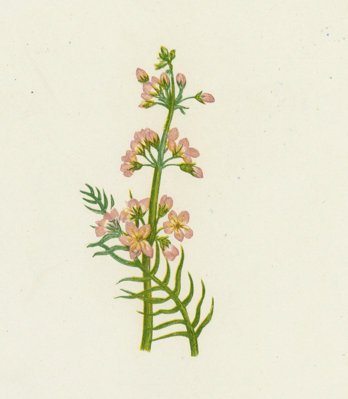 Vattenviol, Hottonia Palustris av English School