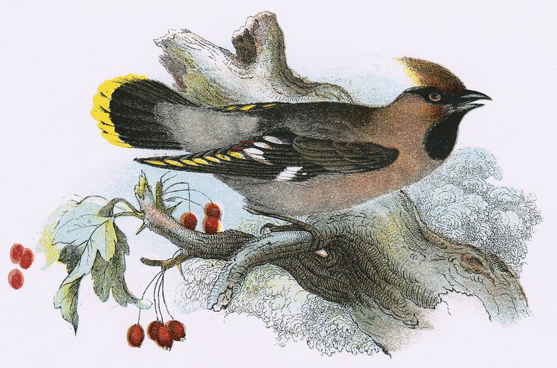 Waxwingswed av English School