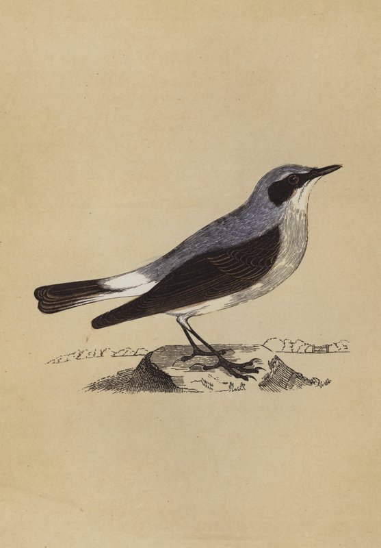 Vetear (färg litho) av English School