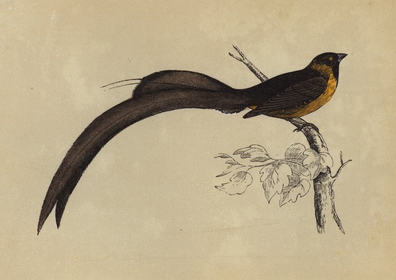 Whidah Finch (färglitografi) av English School