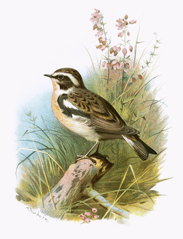 Whinchat av English School