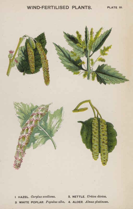 Vindgödslade växter (färg litho) av English School