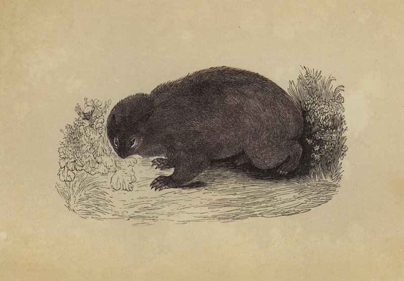 Wombat (färglitografi) av English School