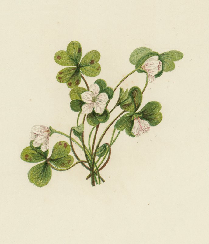 Trä-Sorrel, Oxalis Acetosella (färg litho) av English School