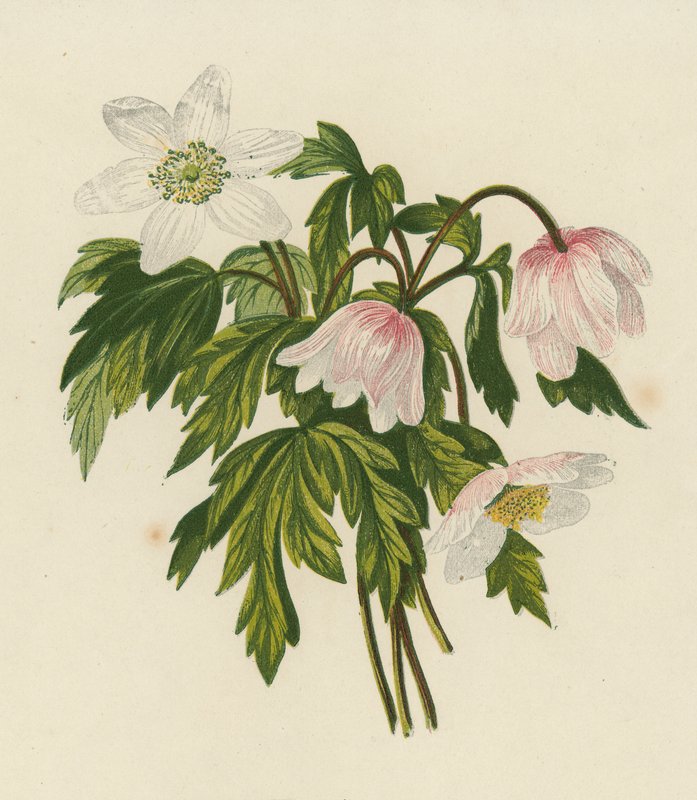 Blåsippa, Anemone Nemorosa (färglitografi) av English School