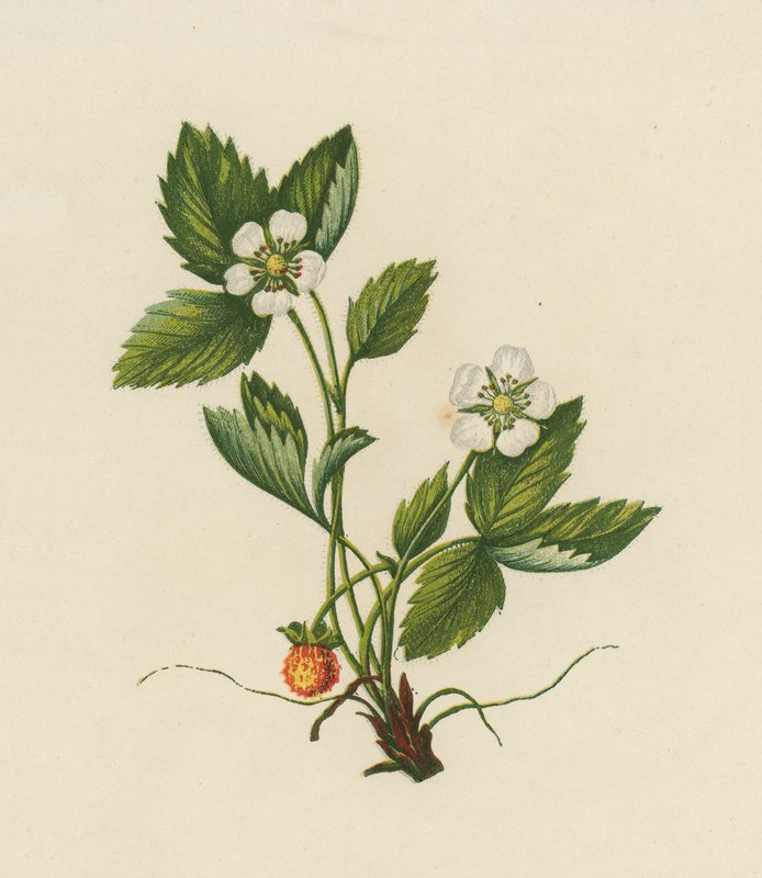 Wood Strawberry, Fragaria Vesca (färg litho) av English School