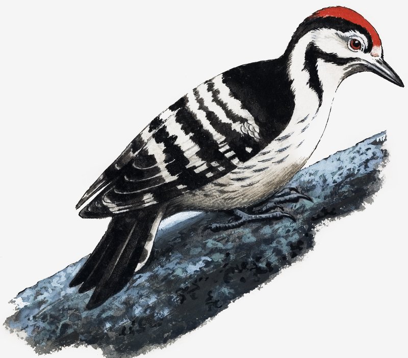 Hackspett (Downy Woodpecker) av English School