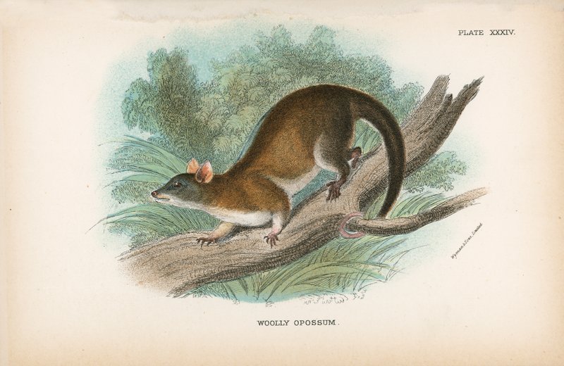 Ulliga Opossum av English School