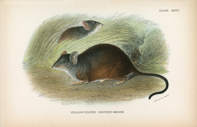 Gulfodet Pouched-Mouseswed av English School