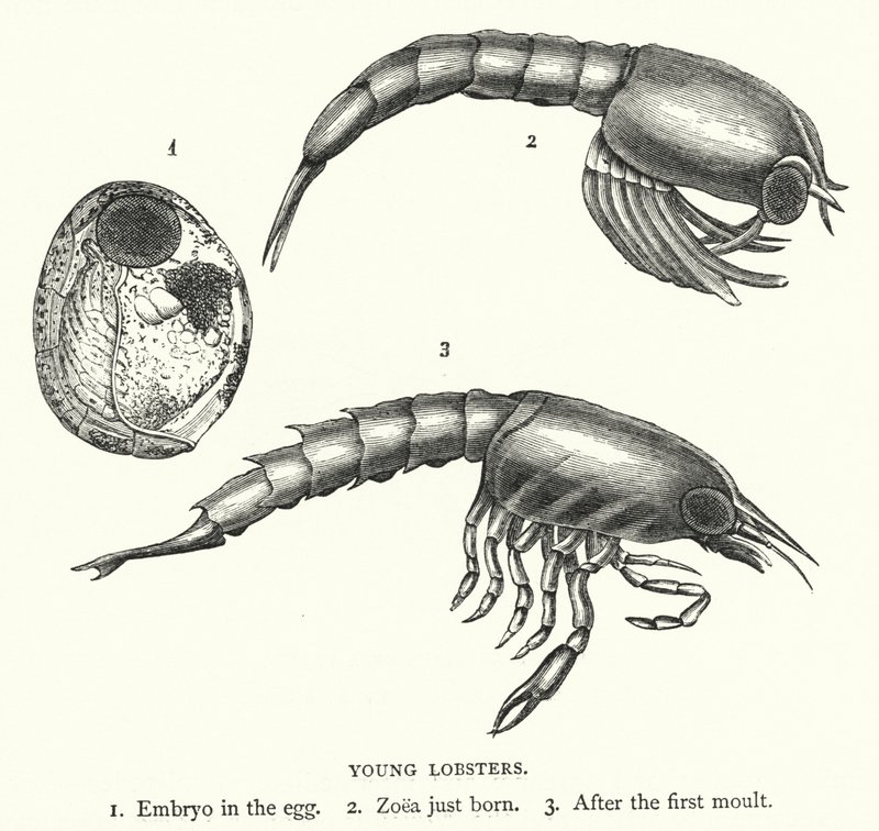 Unga hummer (gravyr) av English School