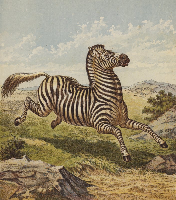 Zebra (färglitografi) av English School