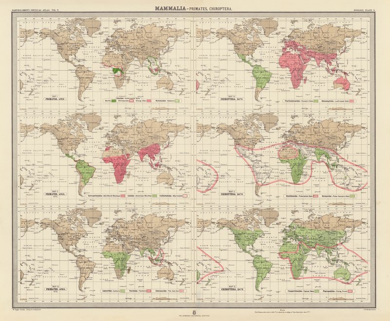 Zoogeografi: Däggdjur, primater, kräldjur (färglitografi) av English School