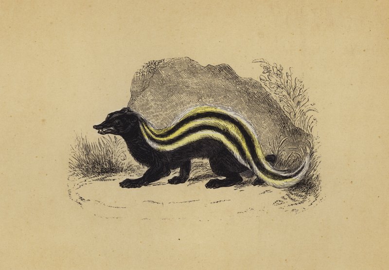 Zorilla (färglitografi) av English School