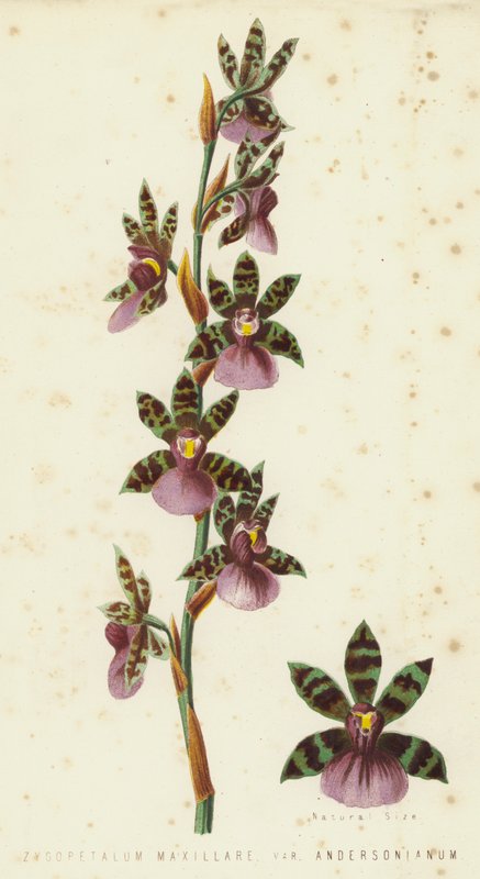 Zygopetalum Maxillare, Var Andersonianum av English School