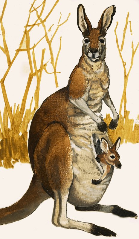 Känguru av Eric Tansley