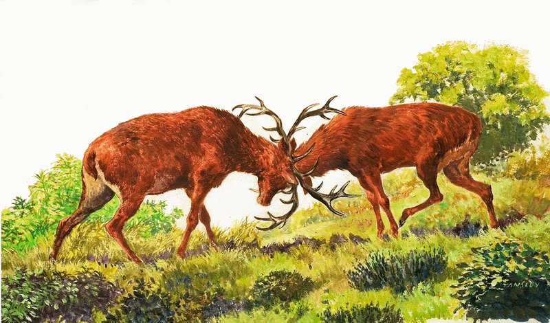 Red Deer av Eric Tansley