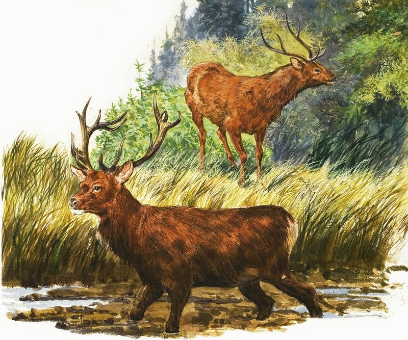 Red Deer av Eric Tansley