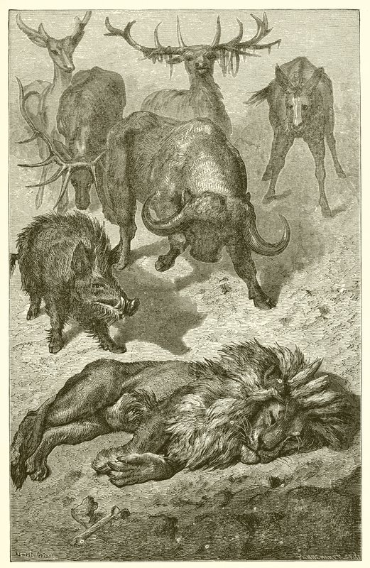 Det gamla lejonet av Ernest Henry Griset