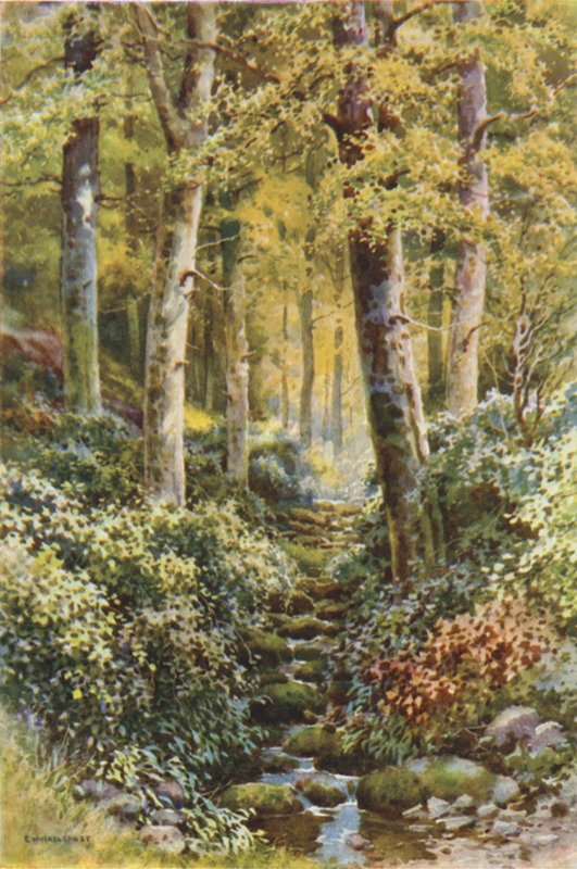 Fairlight Glen (litho i färg) av Ernest William Haslehust