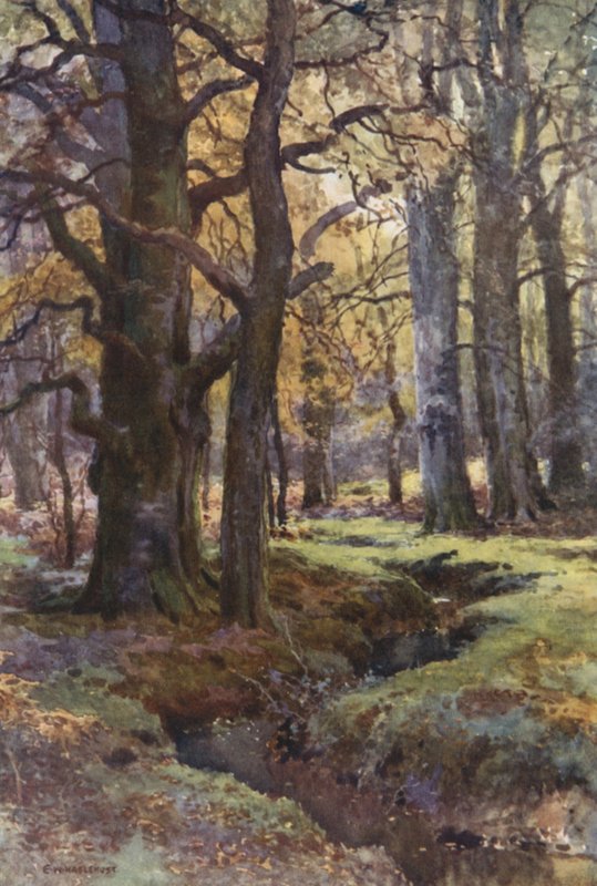 I gräsandsträ (färg litho) av Ernest William Haslehust