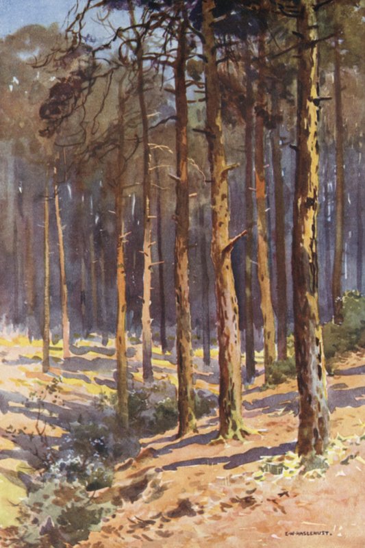 Talbot Woods, Bournemouth (färg litho) av Ernest William Haslehust