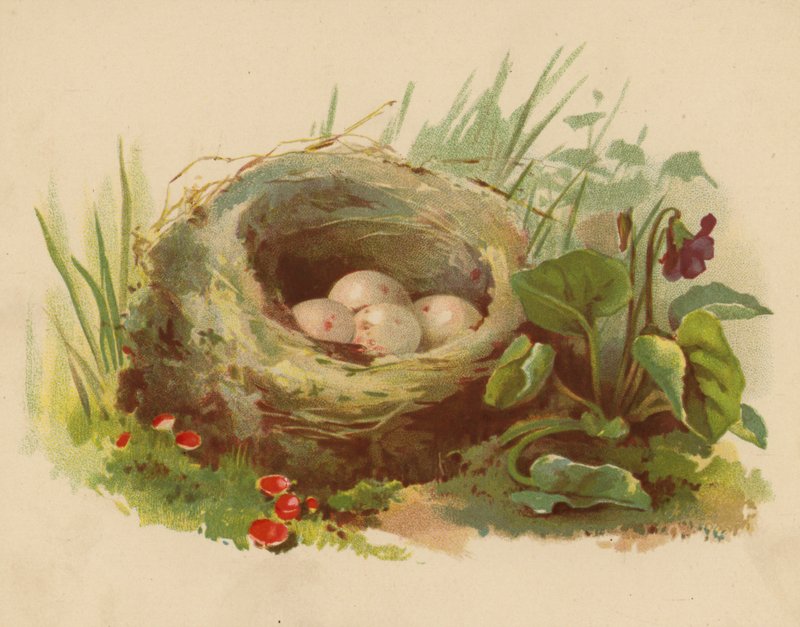 Fågelbo (chromolitho) av Ethel C. Nisbet