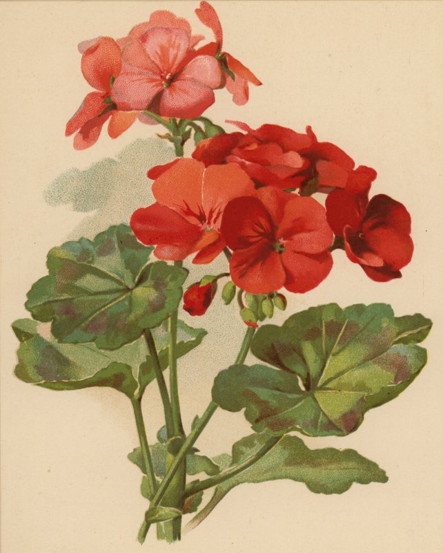 Pelargon (chromolitho) av Ethel C. Nisbet