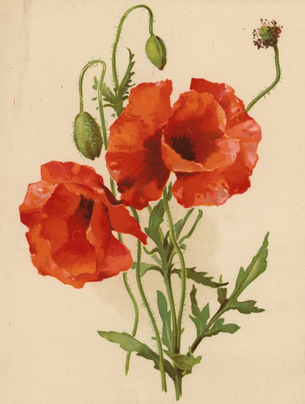 Vallmo (chromolitho) av Ethel C. Nisbet