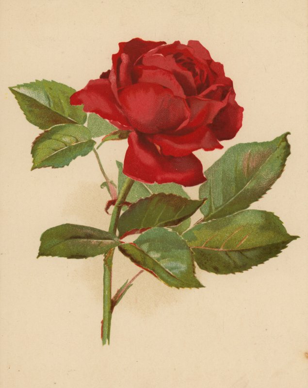 Röd trädgårdsros (chromolitho) av Ethel C. Nisbet
