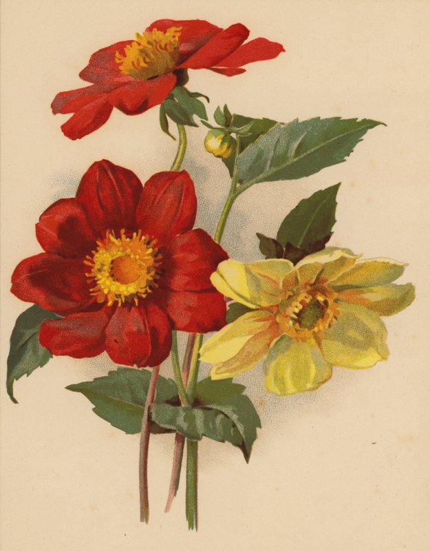 Singeldahlior (chromolitho) av Ethel C. Nisbet