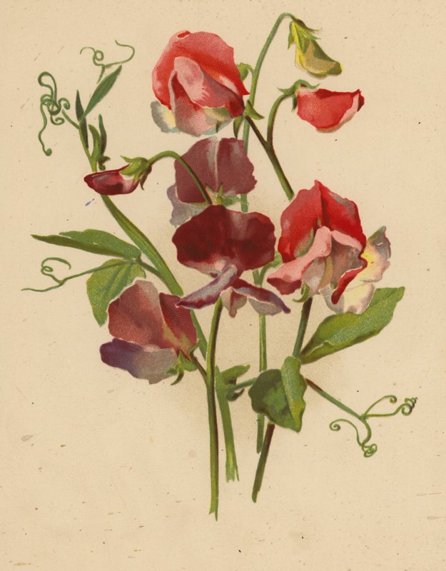 Söta ärtor (chromolitho) av Ethel C. Nisbet