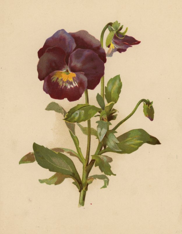 Pansy (chromolitho) av Ethel C. Nisbet