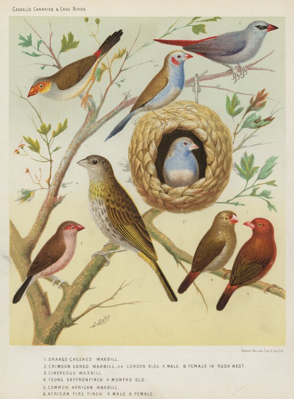 Orangekindad vaxnäbb, Crimson Eared Waxbill eller Cordon Bleu, Hane, Hona i Rush Nest, Cinereous Waxbill, Ung saffransfink 4 månader gammal, Vanlig afrikansk vaxnäbb, Afrikansk Eldfinch, Hane, Hona av European School