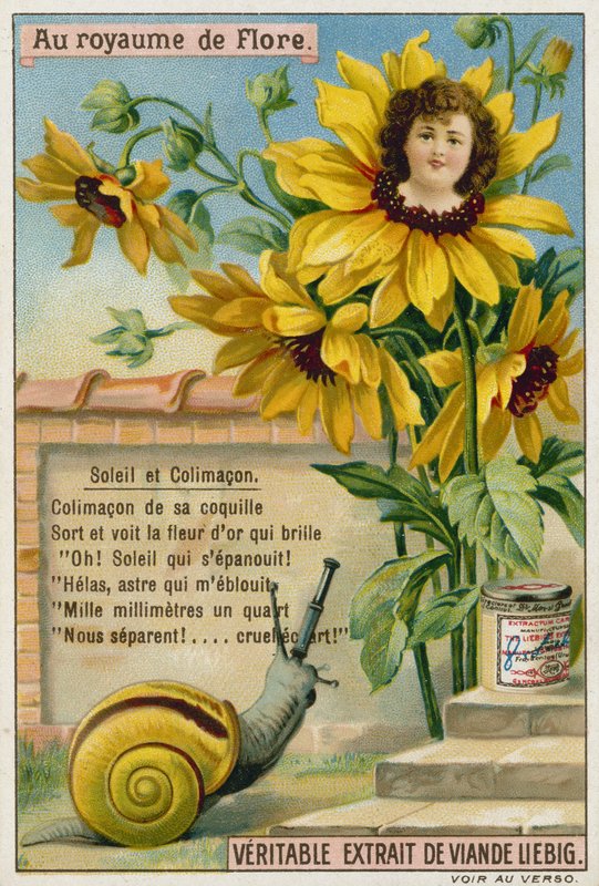 Solros och snigel av European School