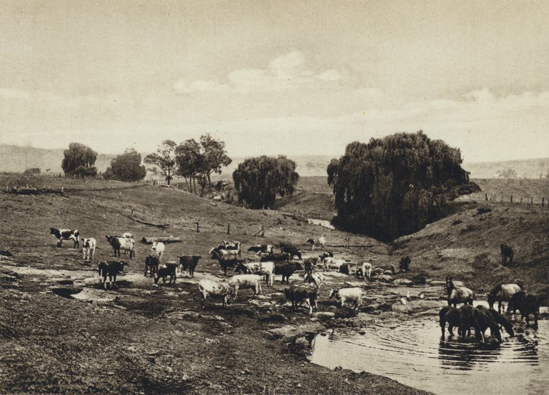 Australien, Cattle, Queensland (s/v foto) av European Photographer