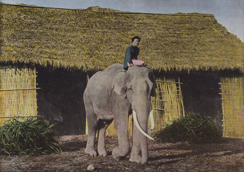 Elefant På Arbete av European Photographer