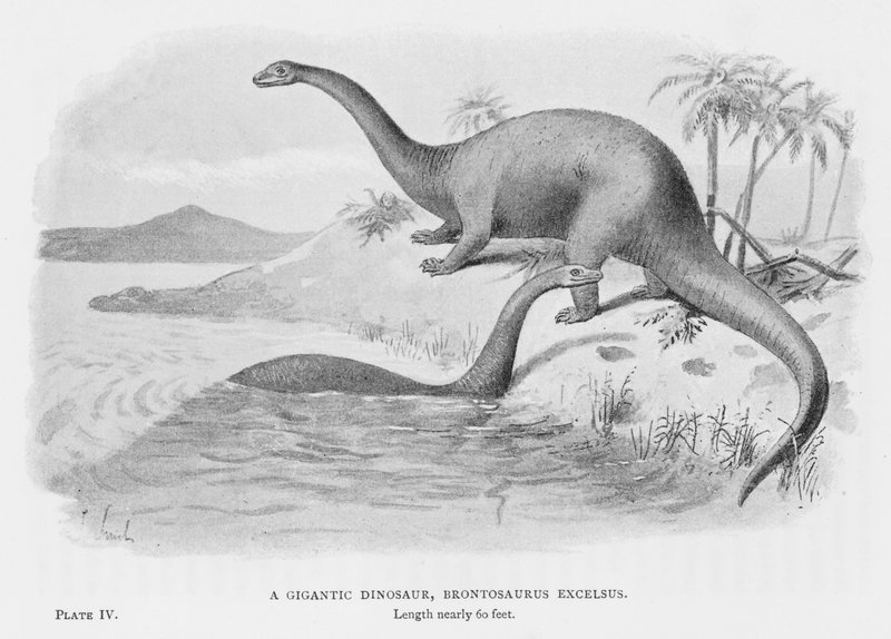 En gigantisk dinosaurie, Brontosaurus Excelsus (litho) av European School