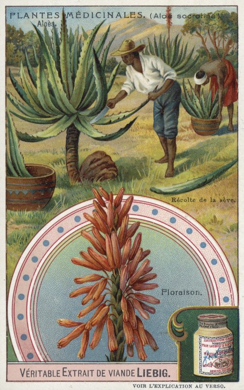 Aloe: skörda juicen av European School