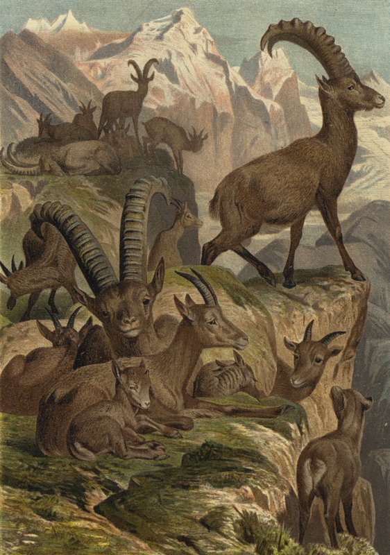 Alpensteinbock av European School