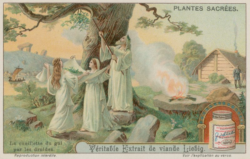 Forntida druider samlar mistel av European School