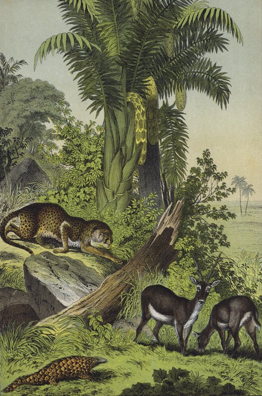 Djur och växter i Indien (färg litho) av European School